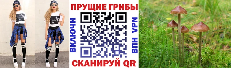 Купить  Ермолино  Псилоцибиновые грибы Cubensis 